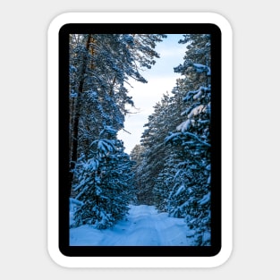 Winter landscape with snow-covered spruce forest. Sticker